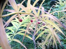 Attēlu rezultāti vaicājumam “Polygonatum verticillatum bud”
