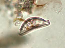 Attēlu rezultāti vaicājumam “Sorex sp.”