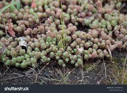 Attēlu rezultāti vaicājumam “Sedum pallidum flower”