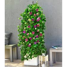 Image result for Glockenrebe