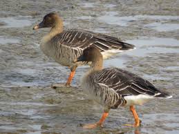 Image result for Anser fabalis