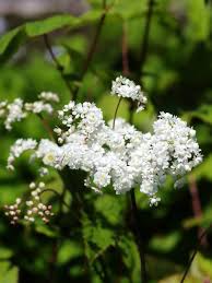 Attēlu rezultāti vaicājumam “Filipendula vulgaris bud”