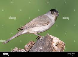 Attēlu rezultāti vaicājumam “Sylvia atricapilla male”