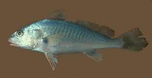 Image result for Micropogonias undulatus