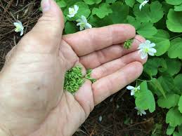 Attēlu rezultāti vaicājumam “Isopyrum thalictroides fruit”