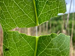 Attēlu rezultāti vaicājumam “Succisa pratensis leaf”