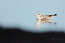 Attēlu rezultāti vaicājumam “Larus ridibundus juvenile”