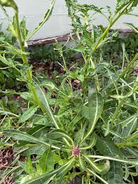 Attēlu rezultāti vaicājumam “Oenothera biennis bud”