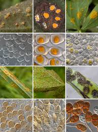 Attēlu rezultāti vaicājumam “Puccinia poarum”