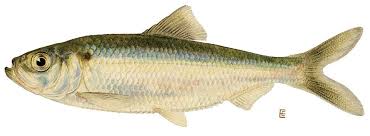 Image result for Alosa pseudoharengus