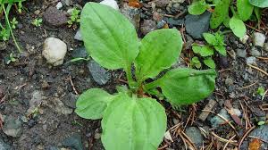 Attēlu rezultāti vaicājumam “Plantago major subsp. intermedia”