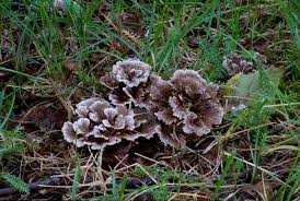 Attēlu rezultāti vaicājumam “Thelephora terrestris”