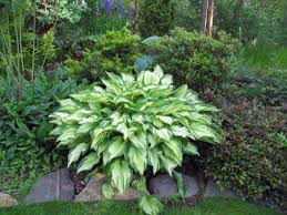 Image result for Hosta fortunei albomarginata