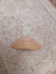 Attēlu rezultāti vaicājumam “Rhodostrophia vibicaria”