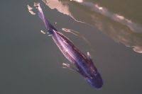 Image result for Chelon saliens