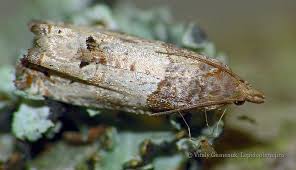 Attēlu rezultāti vaicājumam “Notocelia roborana”