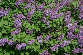 Attēlu rezultāti vaicājumam “Syringa vulgaris”