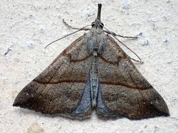 Attēlu rezultāti vaicājumam “Hypena proboscidalis”