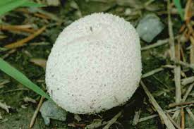 Attēlu rezultāti vaicājumam “Calvatia utriformis”