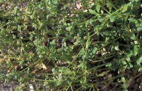 Attēlu rezultāti vaicājumam “Stellaria pallida”