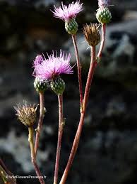 Attēlu rezultāti vaicājumam “Cirsium heterophyllum flower”
