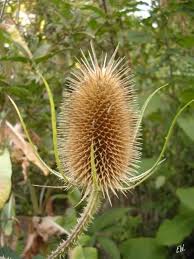 Attēlu rezultāti vaicājumam “Dipsacus fullonum flower”