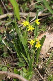 Attēlu rezultāti vaicājumam “Gagea lutea leaf”
