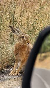 Attēlu rezultāti vaicājumam “Lepus europaeus”