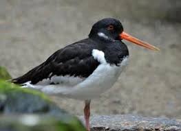 Attēlu rezultāti vaicājumam “Haematopus ostralegus adult”