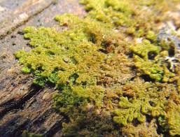 Attēlu rezultāti vaicājumam “Ptilidium pulcherrimum”