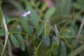 Attēlu rezultāti vaicājumam “Vicia hirsuta fruit”