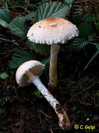 Attēlu rezultāti vaicājumam “Lepiota clypeolaria”