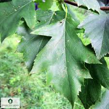 Attēlu rezultāti vaicājumam “Crataegus laevigata leaf”