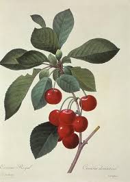 Attēlu rezultāti vaicājumam “Cerasus”