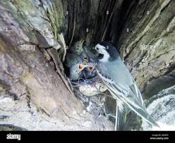 Attēlu rezultāti vaicājumam “Motacilla alba nest”