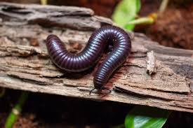 Attēlu rezultāti vaicājumam “Myriapoda”