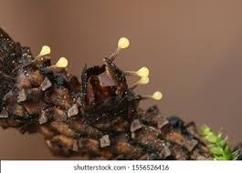 Attēlu rezultāti vaicājumam “Physarum viride var. aurantium”