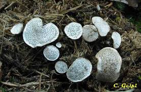 Attēlu rezultāti vaicājumam “Poronia punctata”