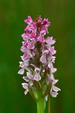 Attēlu rezultāti vaicājumam “Dactylorhiza cruenta leaf”