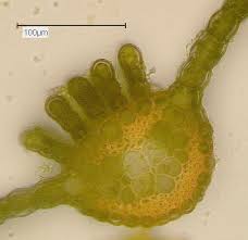 Attēlu rezultāti vaicājumam “Atrichum undulatum sporophyte”