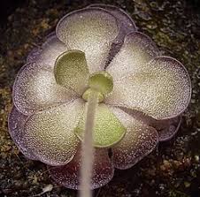 Attēlu rezultāti vaicājumam “Pinguicula vulgaris fruit”