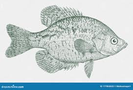 Image result for Pomoxis nigromaculatus