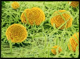 Attēlu rezultāti vaicājumam “Erysiphe galeopsidis”