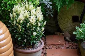 Attēlu rezultāti vaicājumam “Euonymus flower”