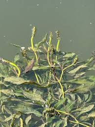 Attēlu rezultāti vaicājumam “Potamogeton lucens leaf”