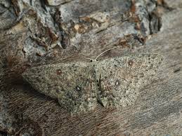 Attēlu rezultāti vaicājumam “Cyclophora pendularia”