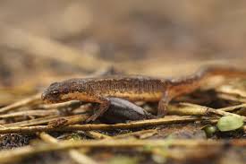 Attēlu rezultāti vaicājumam “Triturus vulgaris female”