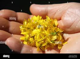 Attēlu rezultāti vaicājumam “Hypericum perforatum flower”