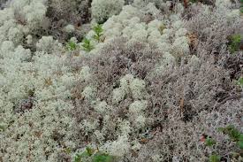 Attēlu rezultāti vaicājumam “Cladonia stellaris”