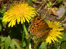 Attēlu rezultāti vaicājumam “Lasiommata megera male”
